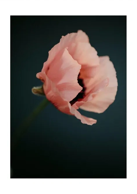 Poppies 2