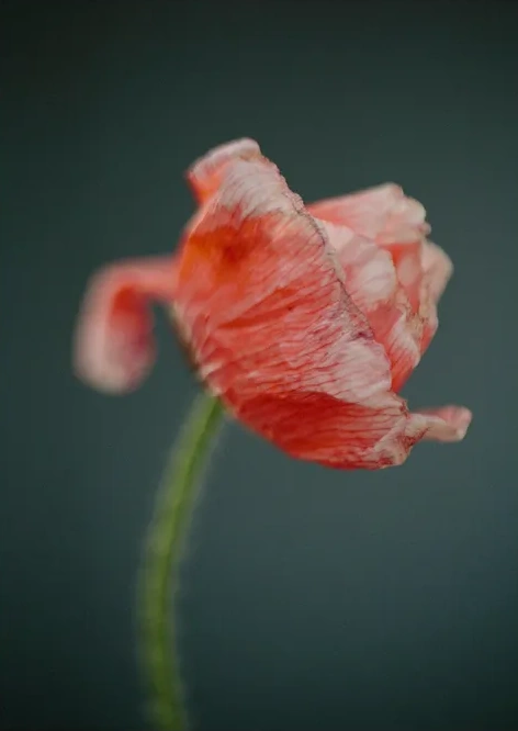 Poppies 3