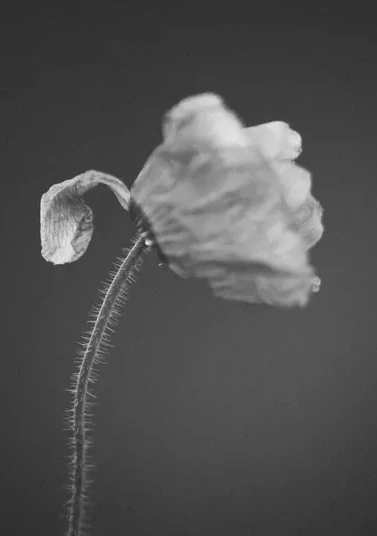 Poppies 4 S H