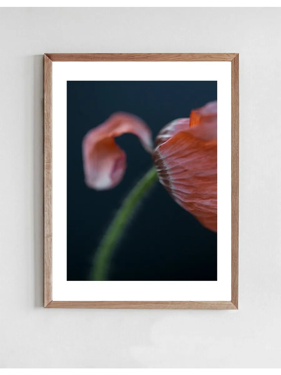 Poppies 4