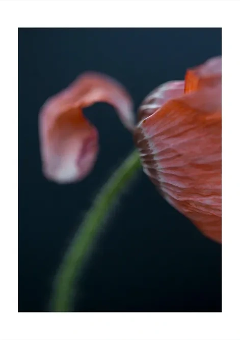 Poppies 4