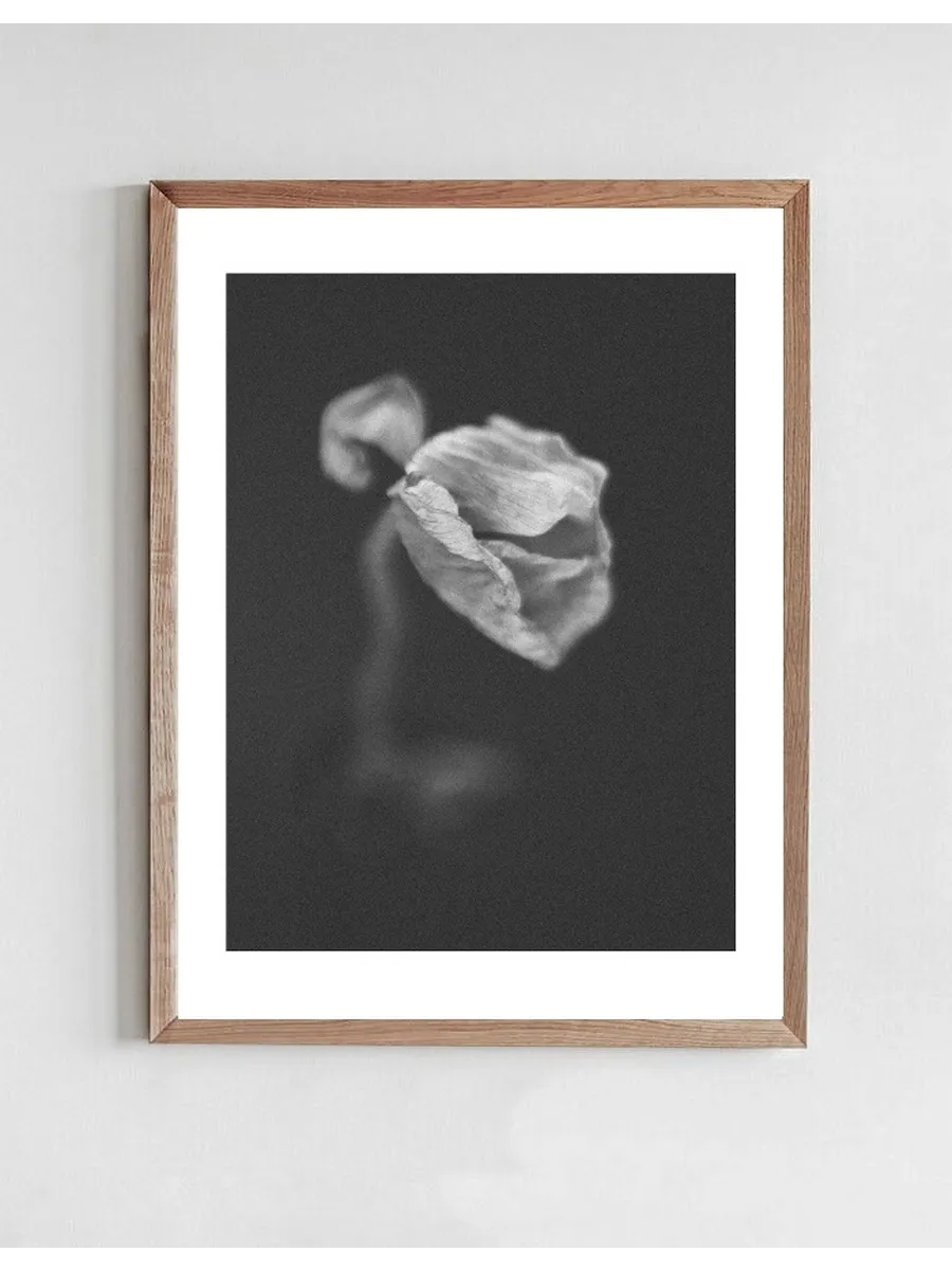 Poppies 5 S H