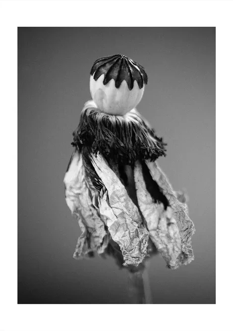 Poppies 6 Tired Ballerina's h
