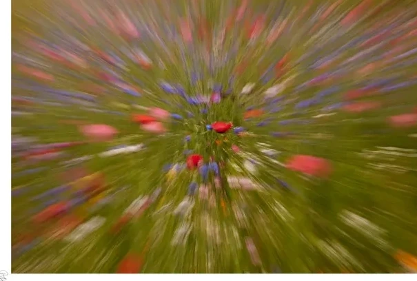 Poppy Magic