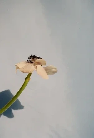 Poppy Pop