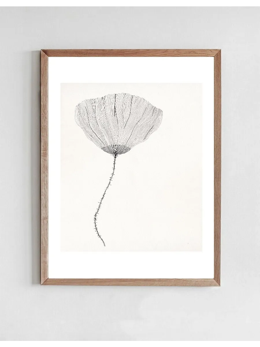 Poppy