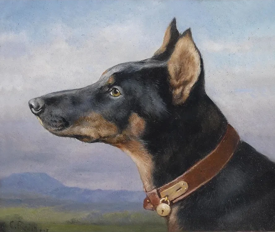 Portrait Eines Dobermanns