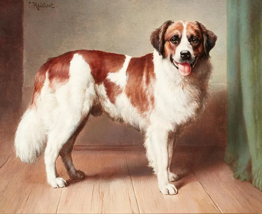 Portrait of a St. Bernard