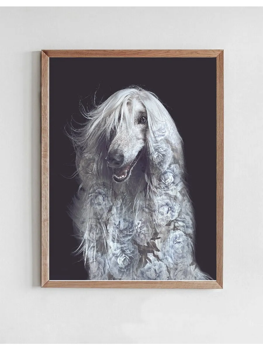 Portraits Afghan Dog