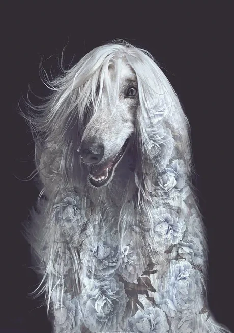 Portraits Afghan Dog