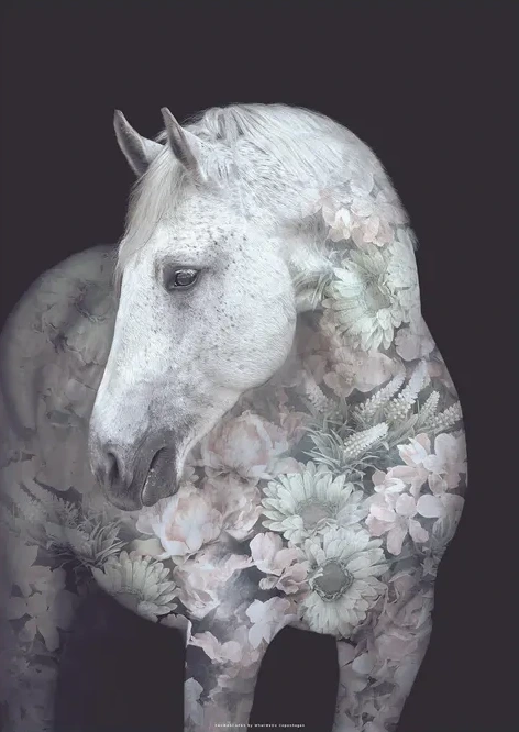 Portraits Andalusian Horse