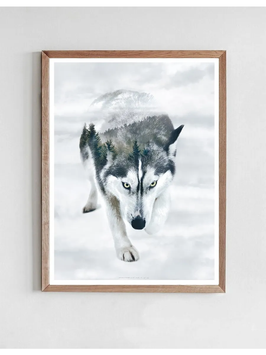Portraits Siberian Husky