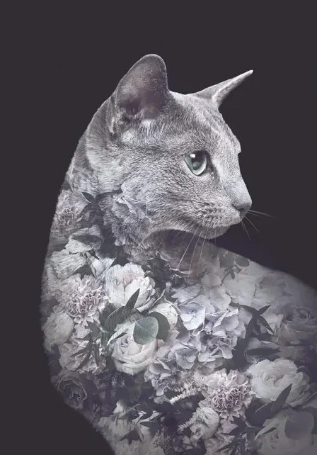 Portraits Silver Cat
