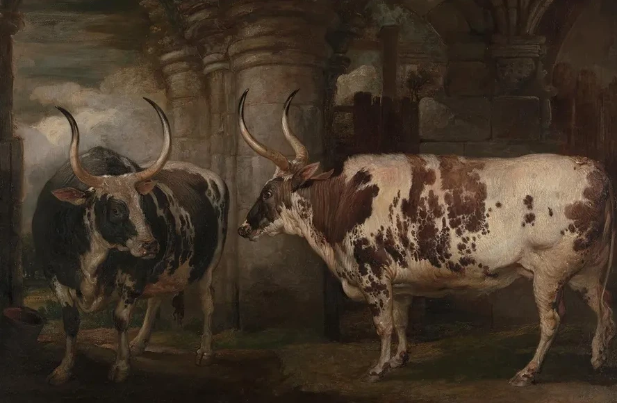 Portraits of Two Extraordinary Oxen, the Property of the Earl of Powis