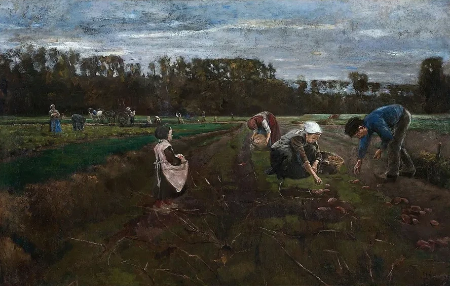 Potato Harvest