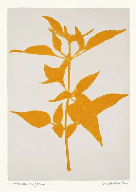 Printed Plant - Eupatorium Rugosum