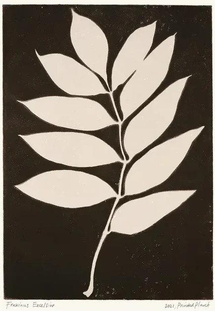Printed Plant - Fraxinus excelsior II