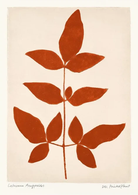 Printed Plant - Laburnum Anagyroides II