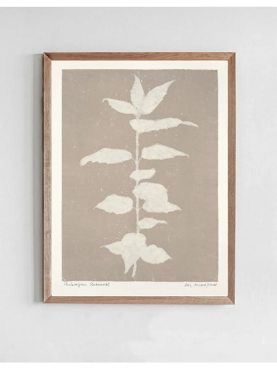 Printed Plant - Philadelphus Coronarius