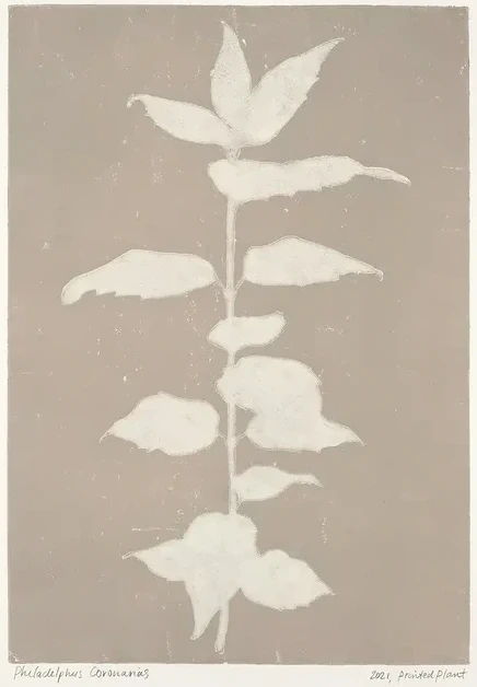 Printed Plant - Philadelphus Coronarius