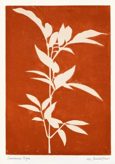 Printed Plant - Sambucus Nigra