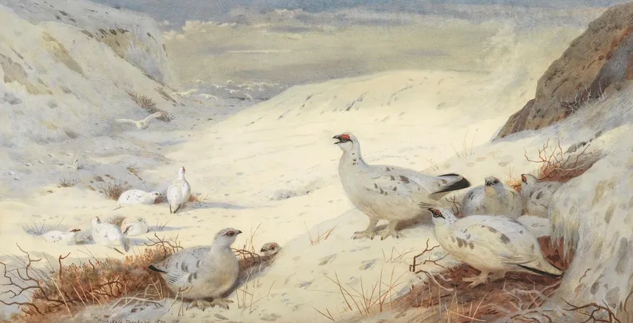 Ptarmigan in Winter Plumage Signed and Dated Archibald Thorburn. 1899