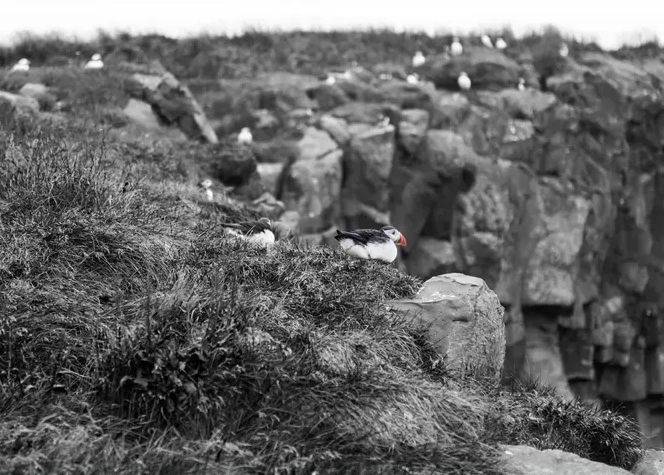 Puffin Island