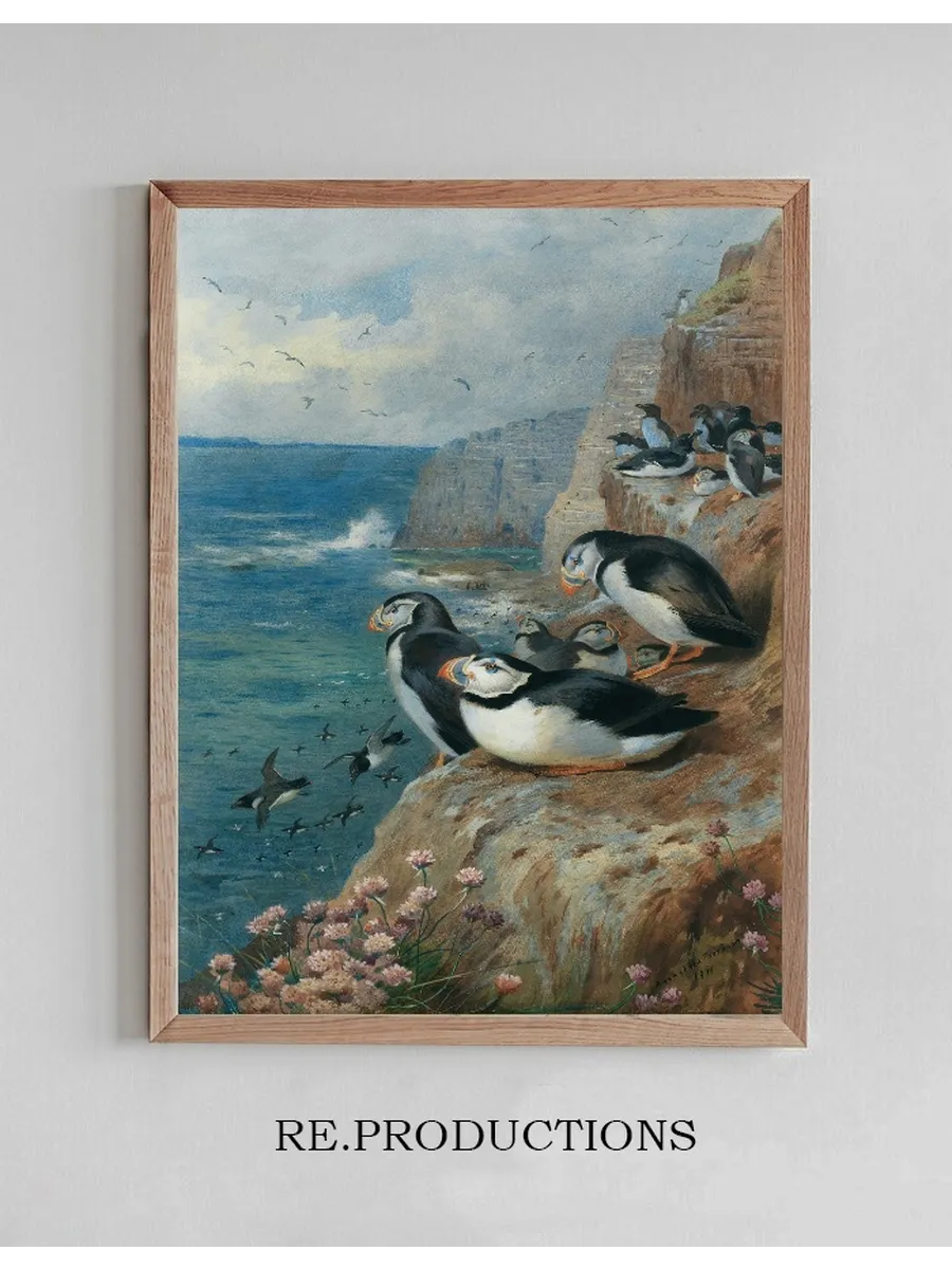 Puffins and Razor Bills