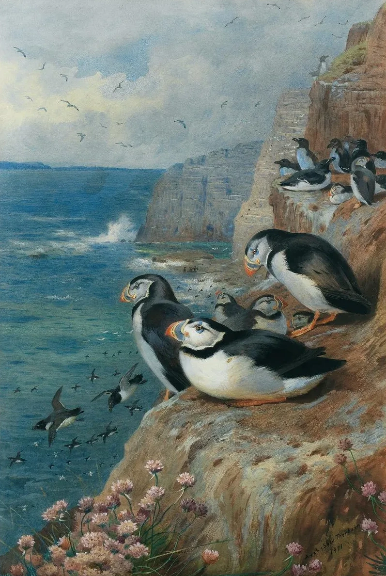 Puffins and Razor Bills
