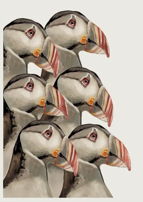 Puffins