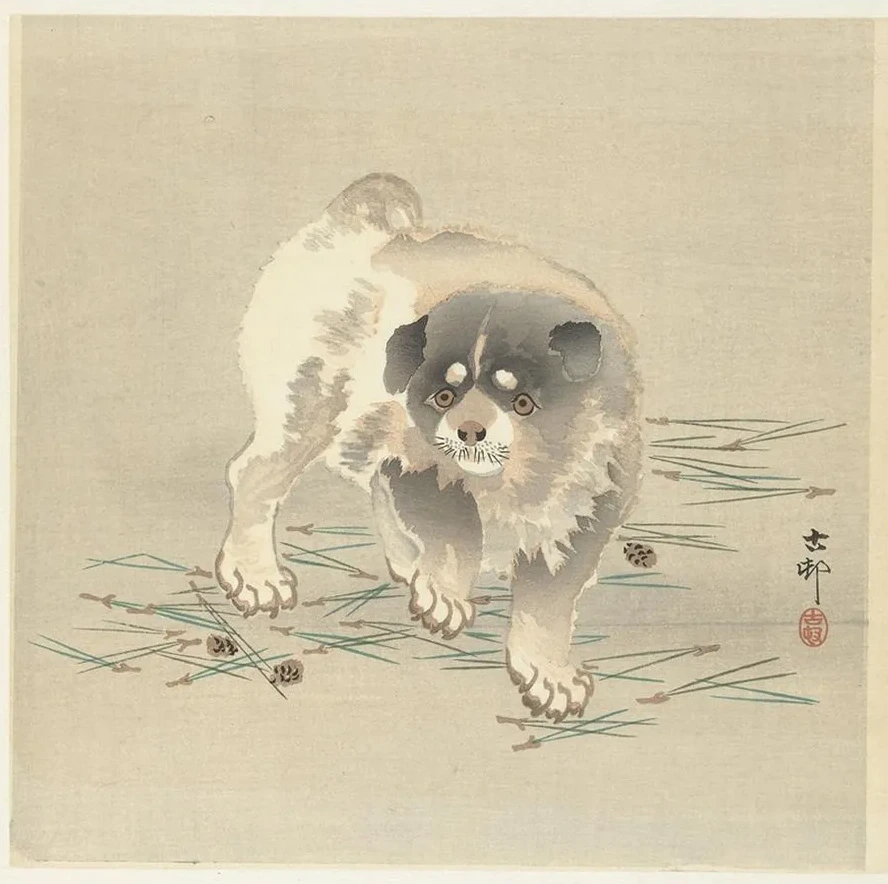 Puppy