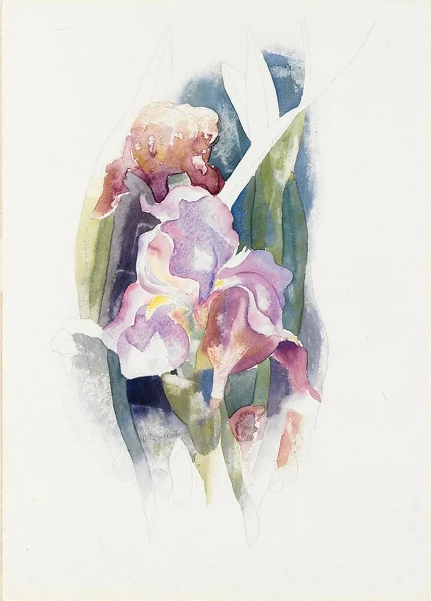 Purple Iris