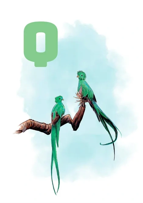Q Blue Quetzal