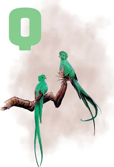 Q Grey Quetzal