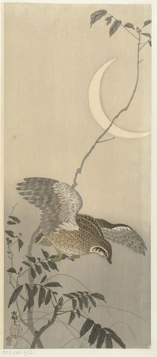 Quail at Sickle Moon