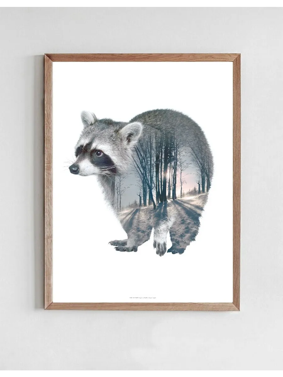 Raccoon