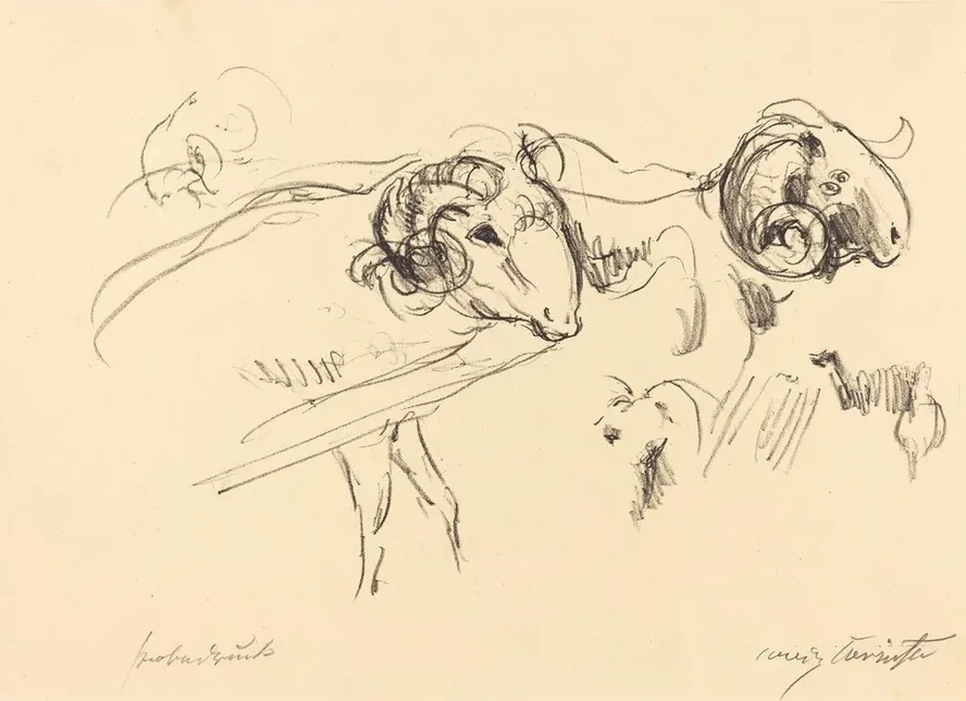 Rams (Schafb cke)