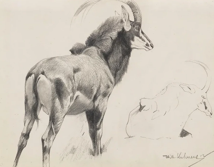 Rappenantilope