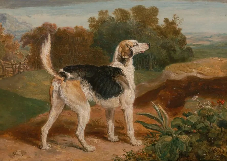 Ravager, One of the Lambton Hounds
