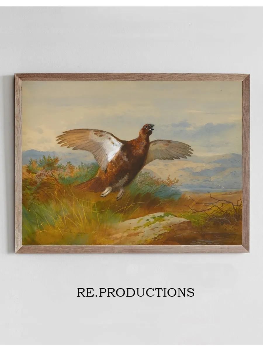 Red Grouse In Flight
