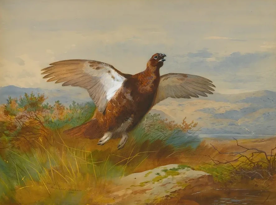 Red Grouse In Flight