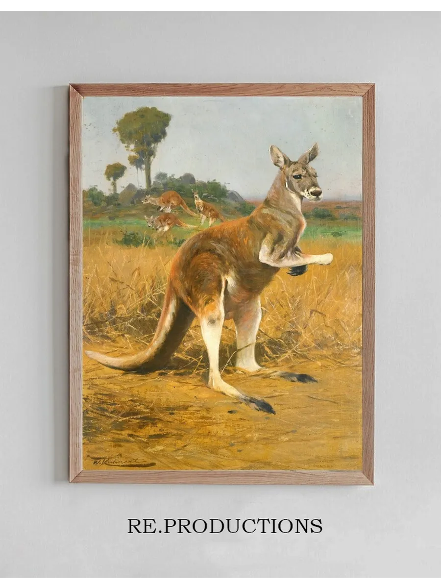 Red Kangaroos In The Outback