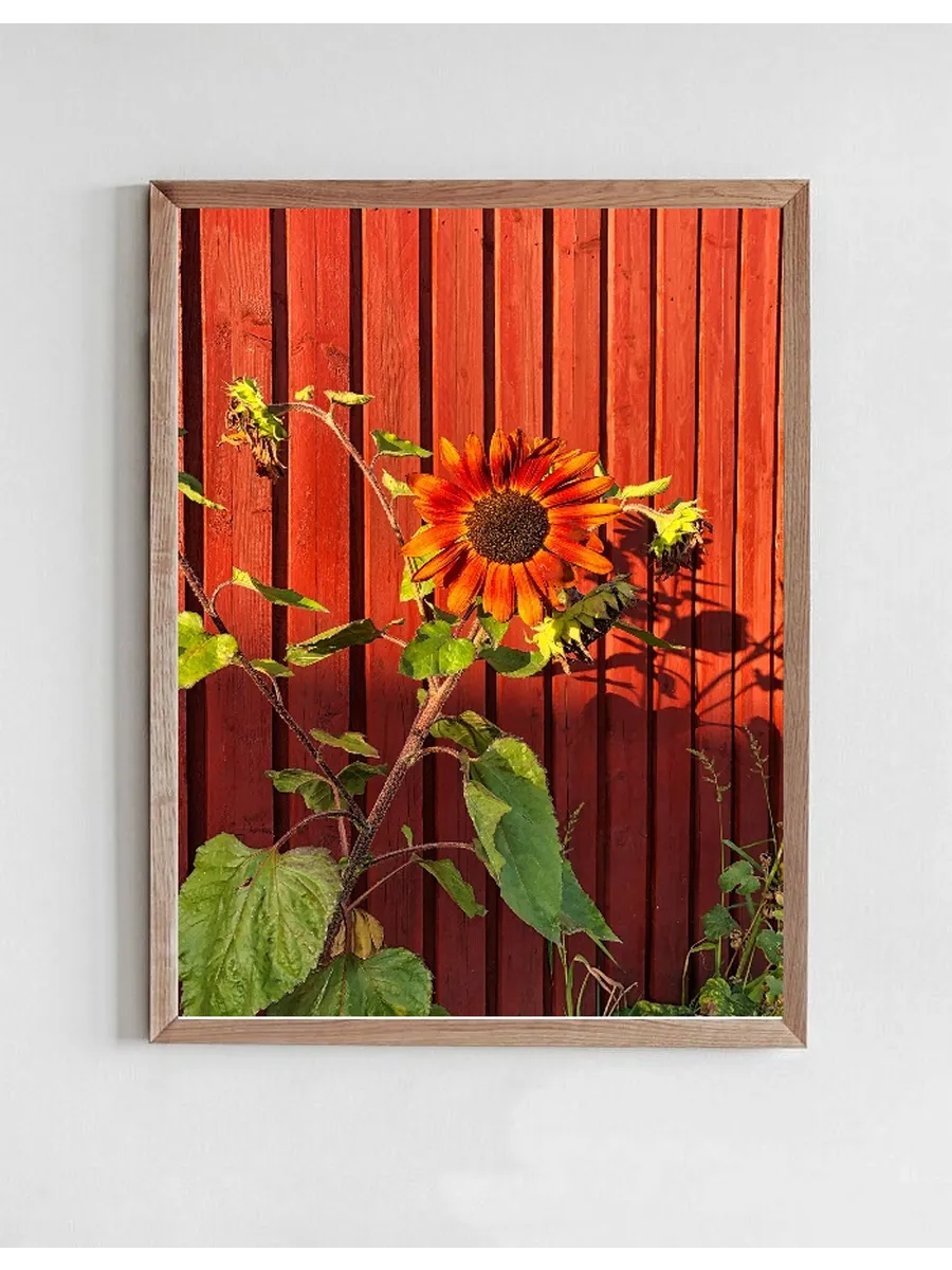 Red Sunflower