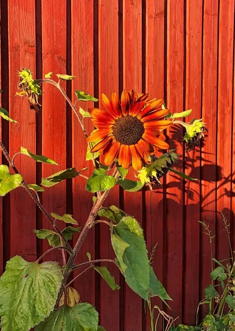 Red Sunflower