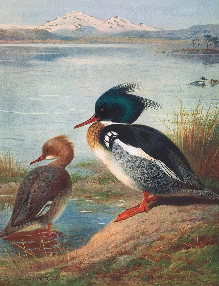 Red - Breasted Merganser