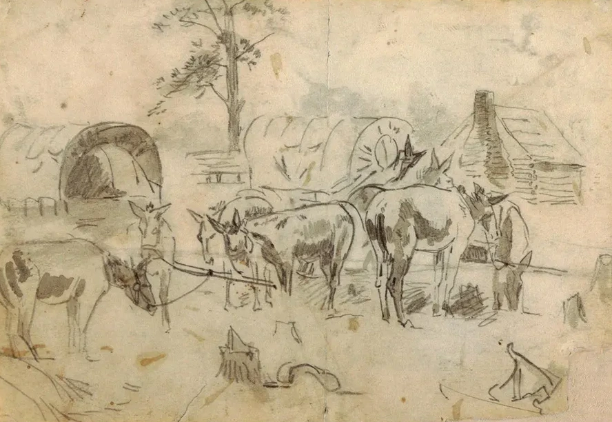 Resting Mules Tethered to Wagons