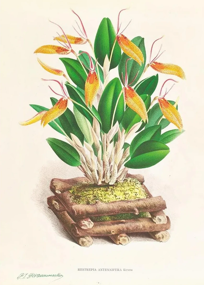 Restrepia Antennifera