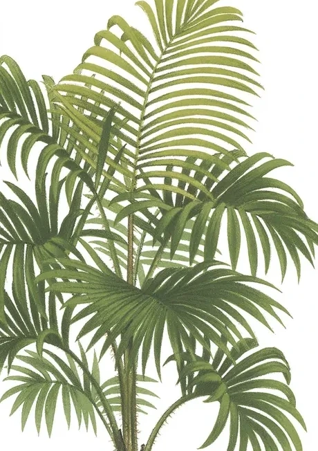 Riviera Palms I Crop