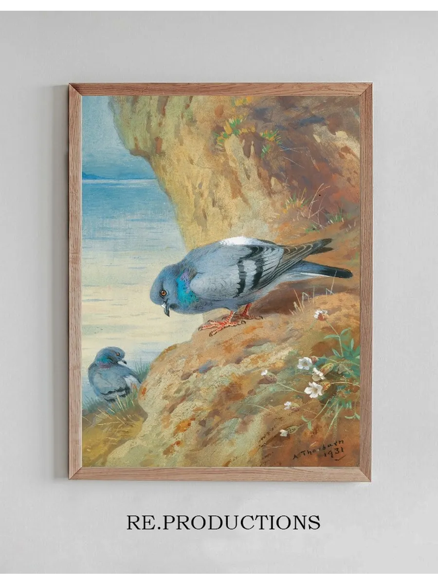 Rock Doves