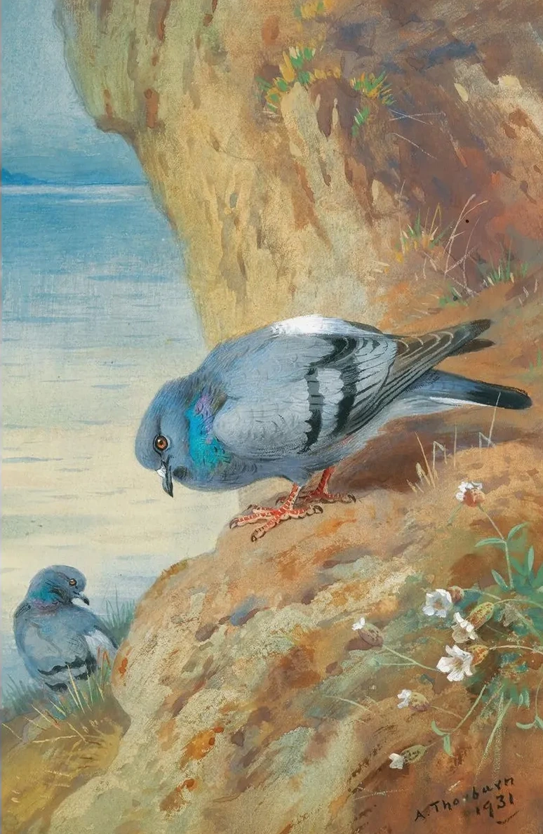 Rock Doves